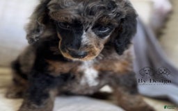 Standard Poodle dogs for sale: Adam - Image 3
