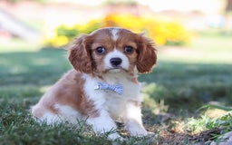 Cavalier King Charles Spaniel dogs for sale: Winston - Image 6