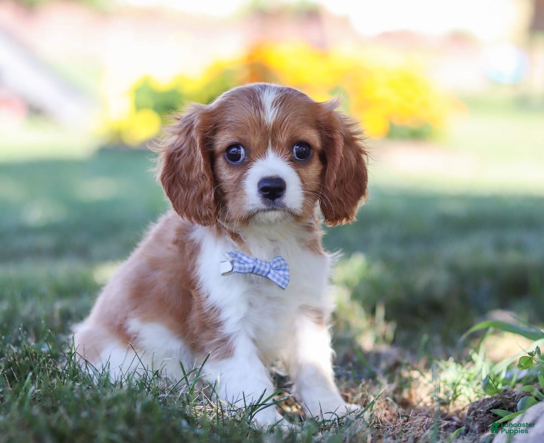Cavalier King Charles Spaniel dogs for sale: Winston - Image 6
