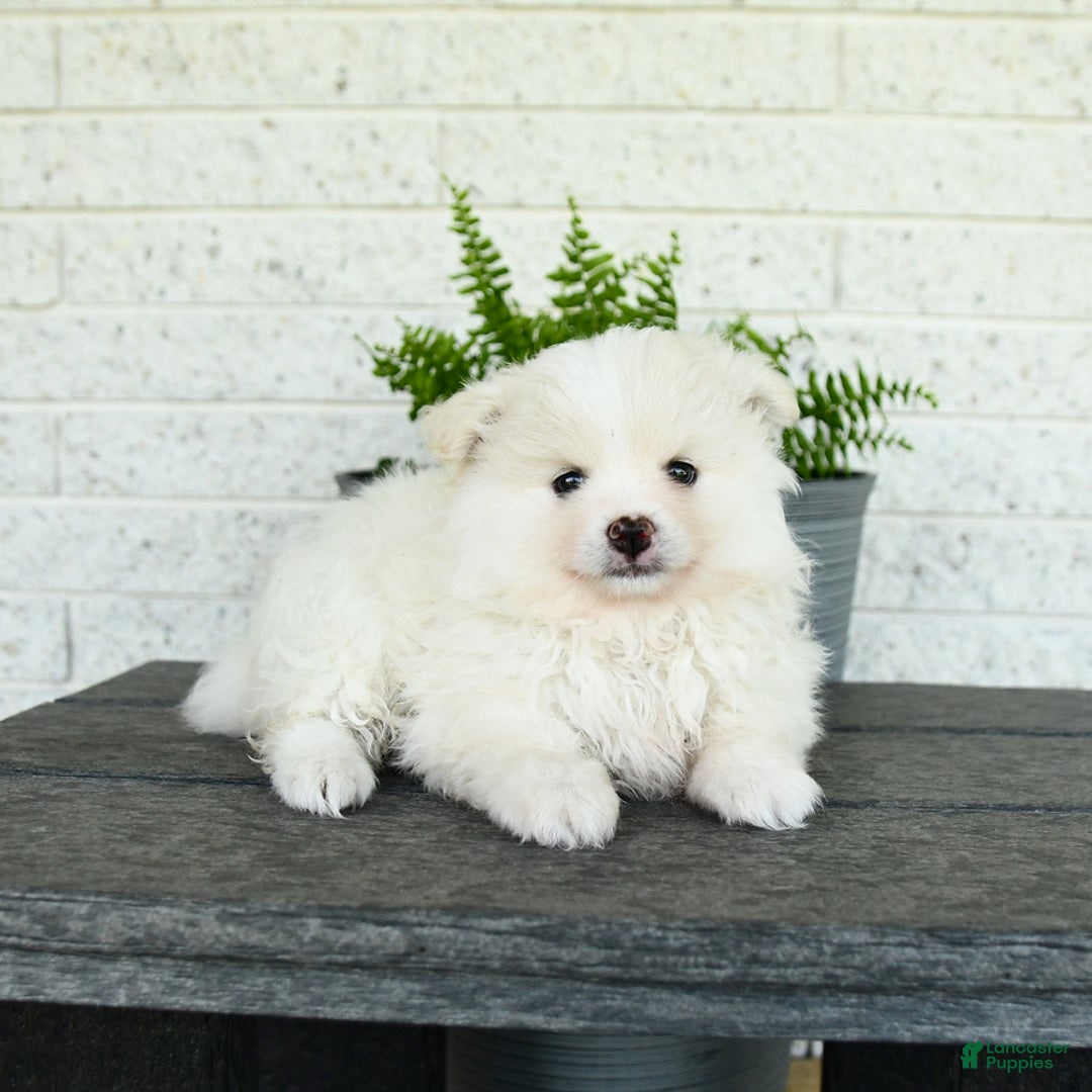 Pomeranian dogs for sale: Whisper - Listing for pets: Willow, Winnie, Whisper - Image 3