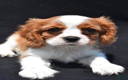 Cavalier King Charles Spaniel dogs for sale: Chase - Image 3