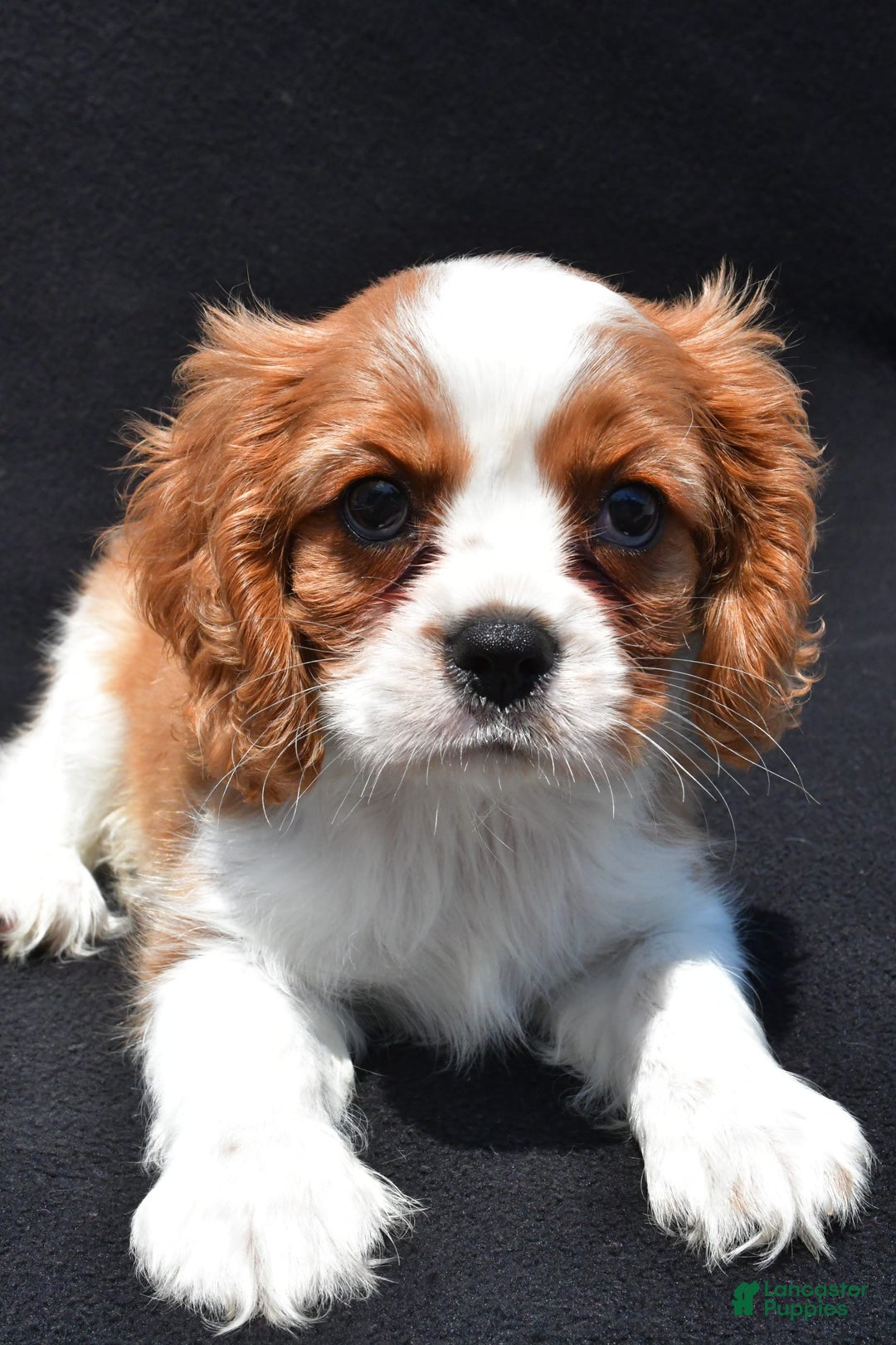 Cavalier King Charles Spaniel dogs for sale: Chase - Image 3