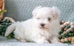 Maltese dogs for sale: Parker - Image 5