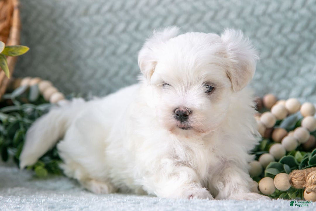 Maltese dogs for sale: Parker - Image 5