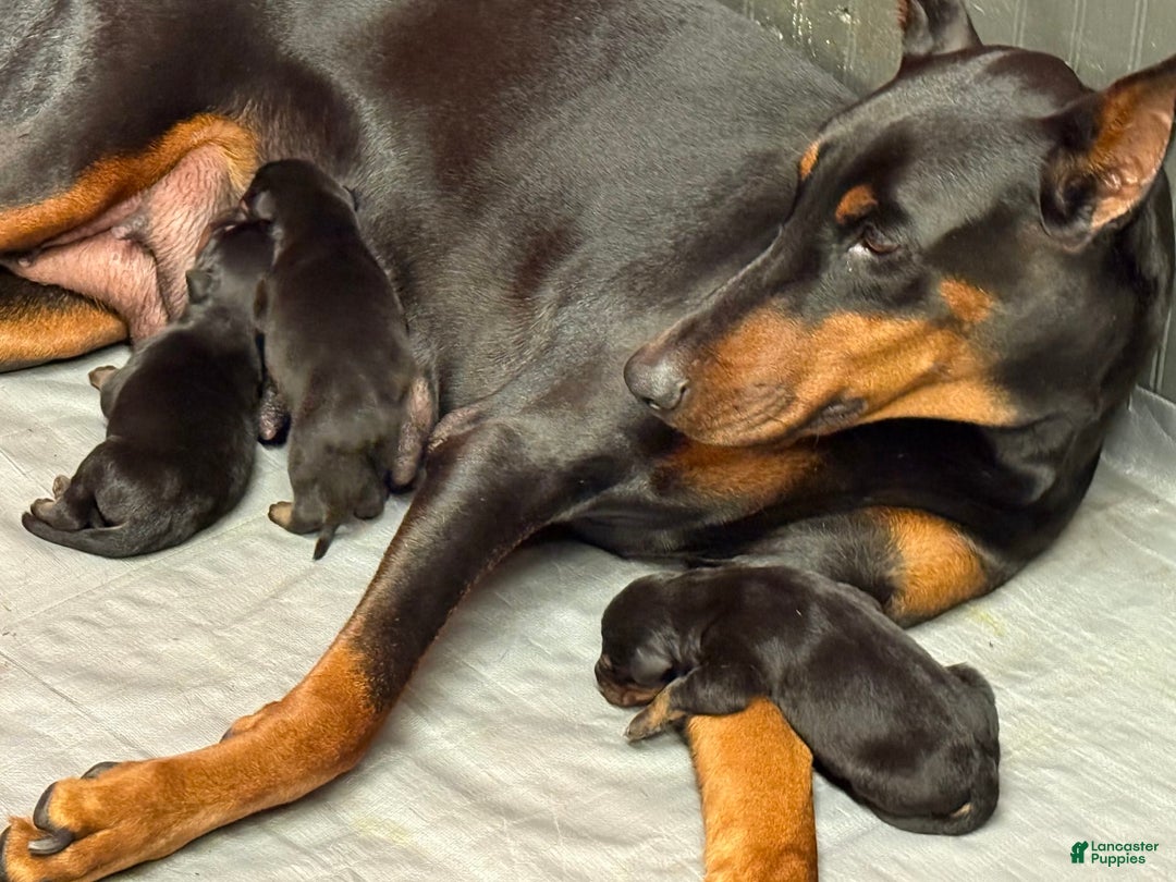 Doberman Pinscher dogs for sale: Male Puppy - Image 9