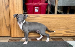 Italian Greyhound dogs for sale: Lila - Image 5