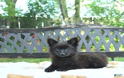 Pomeranian dogs for sale: Pepper - Image 5