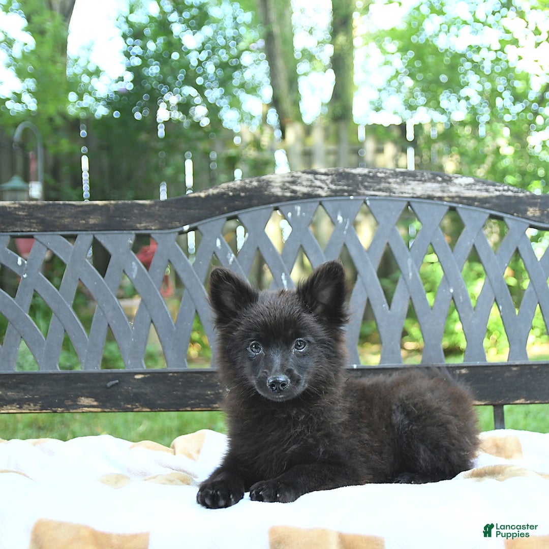 Pomeranian dogs for sale: Pepper - Image 5