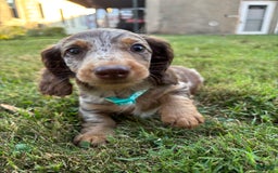 Miniature Dachshund dogs for sale: Chip - Image 1