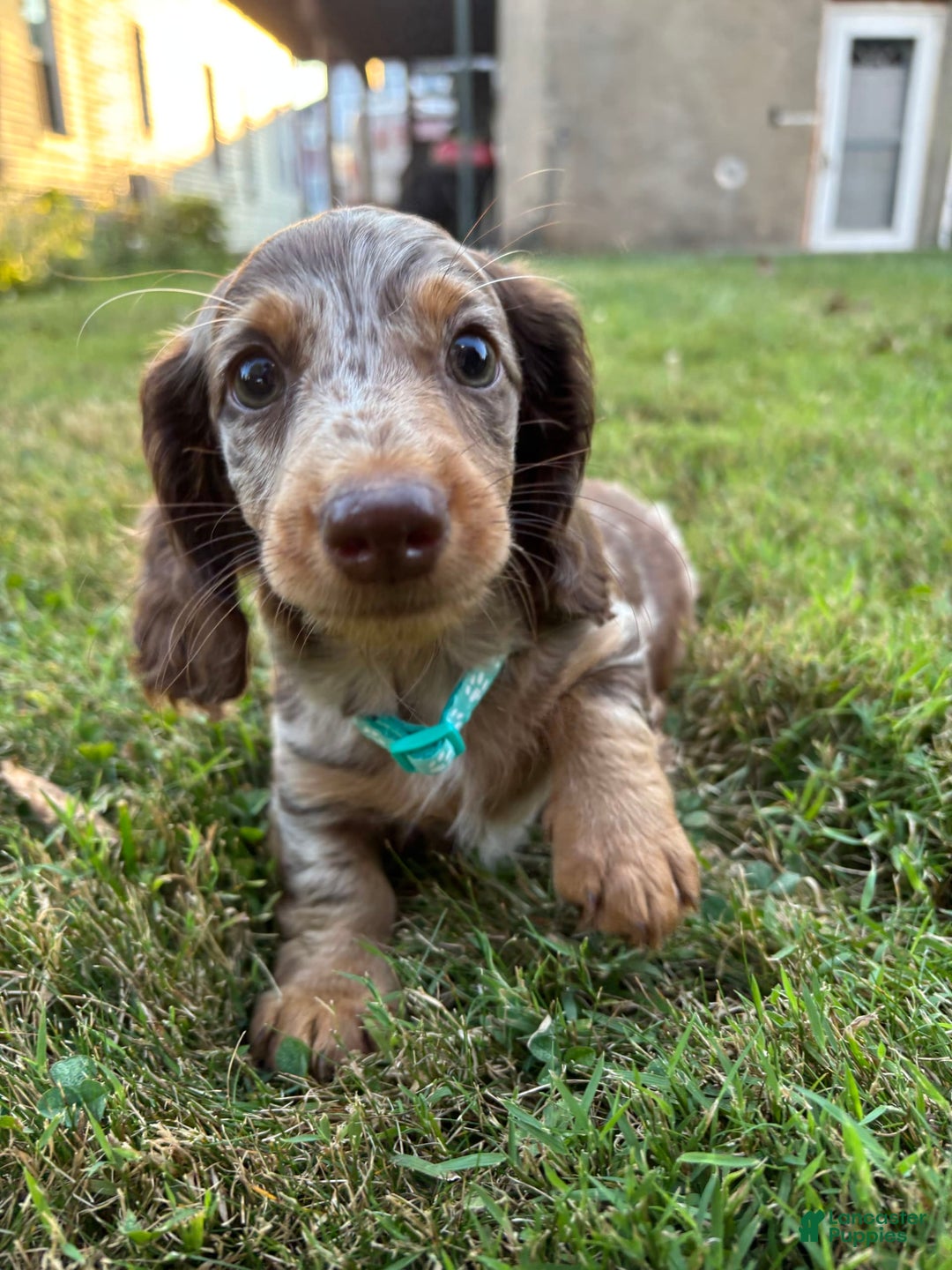 Miniature Dachshund dogs for sale: Chip - Image 1