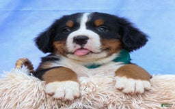 Bernese Mountain Dog dogs for sale: Snoopy - Image 21