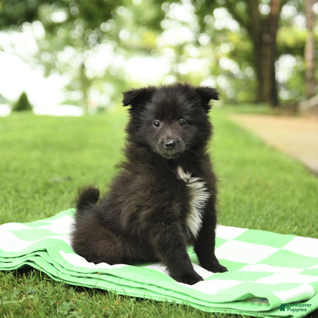 Shetland Sheepdog dogs for sale: Pepsi - Image 2