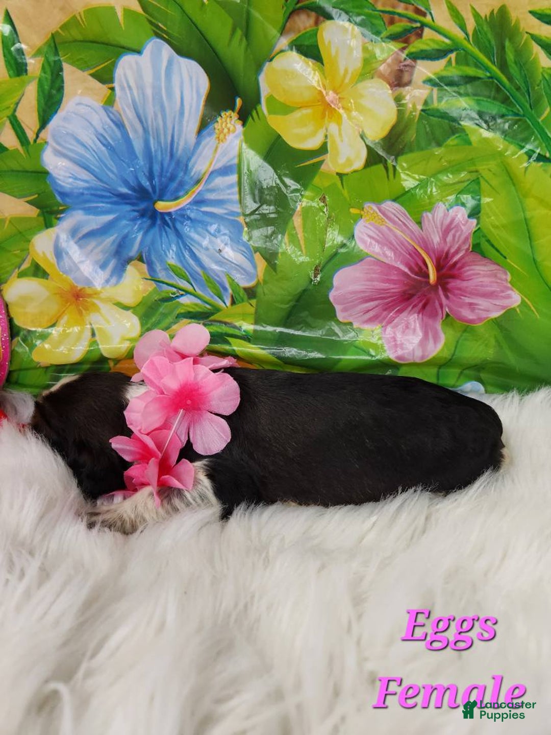 English Springer Spaniel dogs for sale: Eggs - Image 1