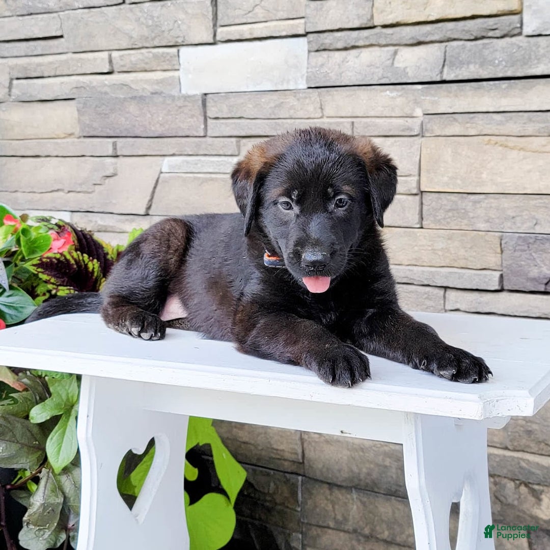 Labrador Retriever dogs for sale: Cami - Image 2