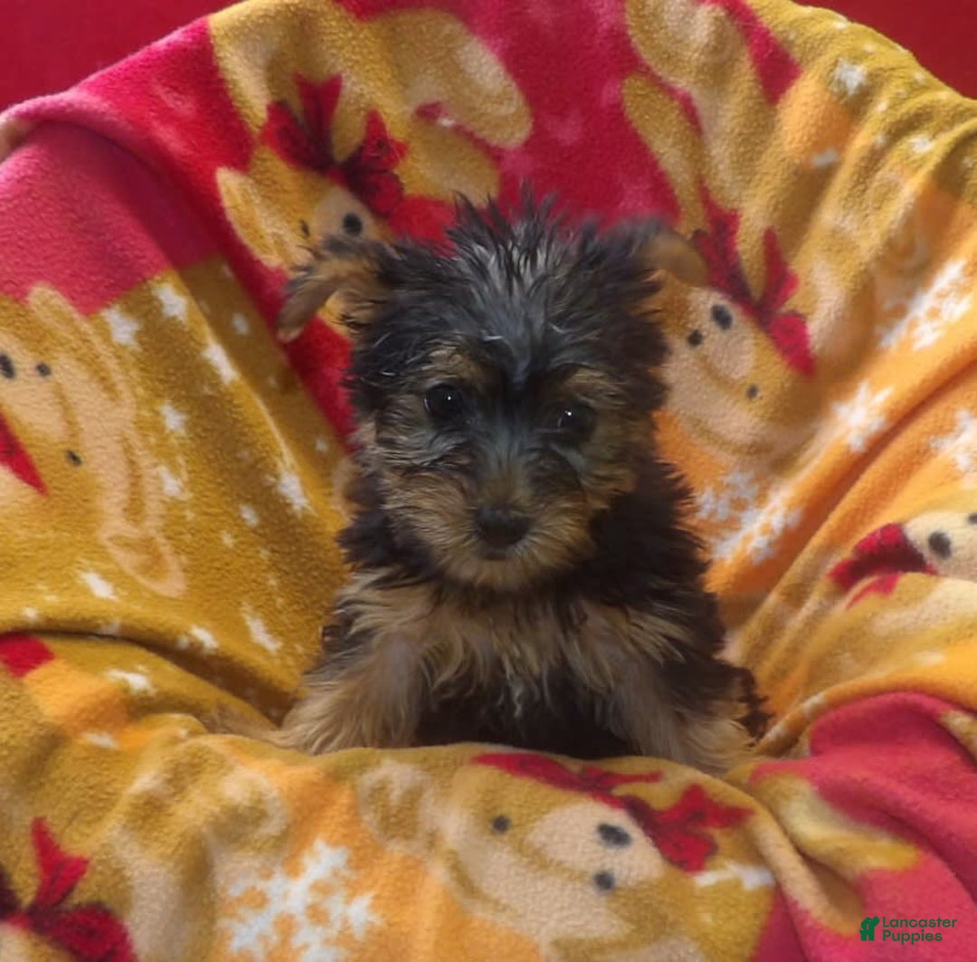 Yorkshire Terrier dogs for sale: Bambi - Image 2