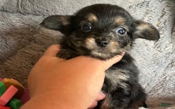 Biewer Terrier dogs for sale: Maggie - Image 4