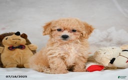Bichpoo dogs for sale: Debby - Image 11