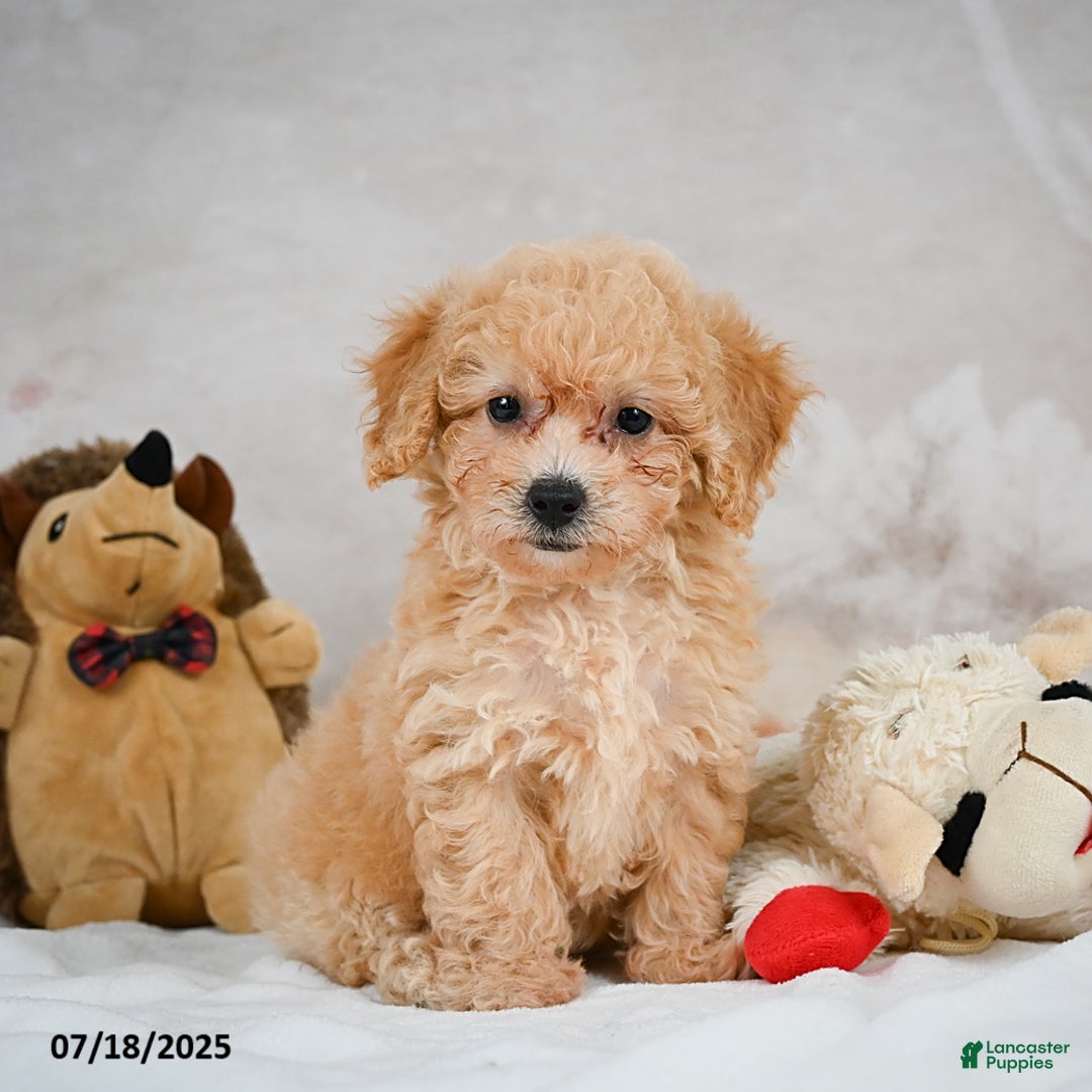 Bichpoo dogs for sale: Debby - Image 11
