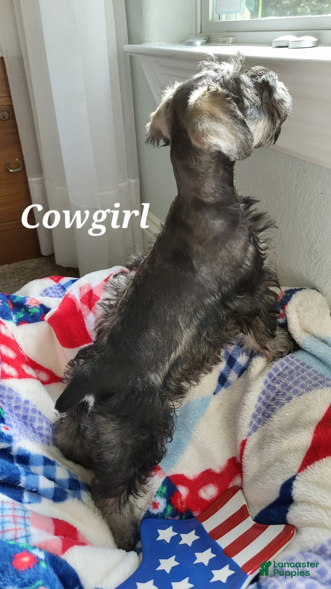 Miniature Schnauzer dogs for sale: Cowgirl - Image 2