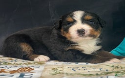 Bernese Mountain Dog dogs for sale: Brianna - Image 2