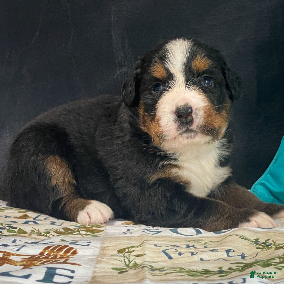 Bernese Mountain Dog dogs for sale: Brianna - Image 2