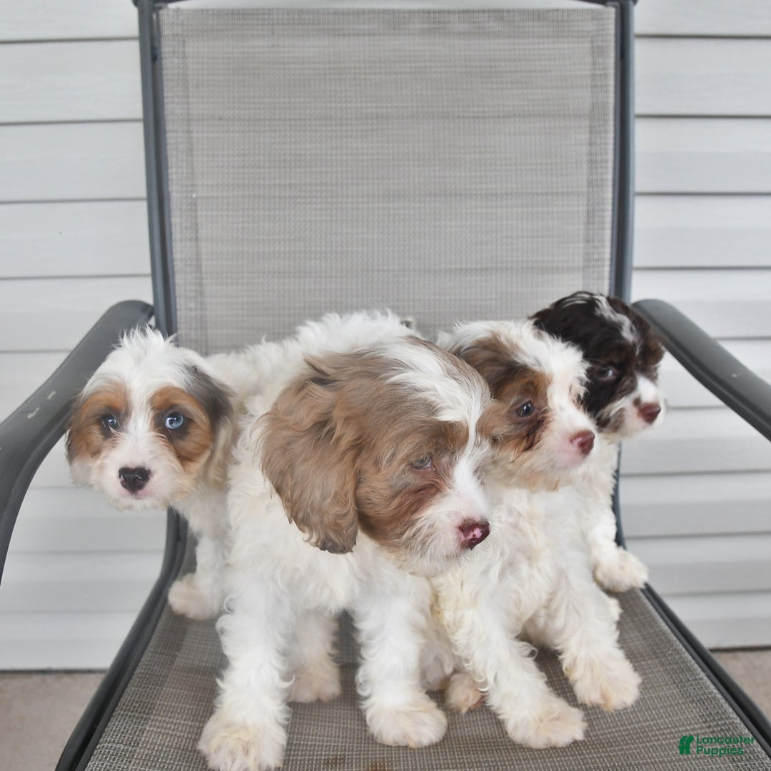 Cavapoo dogs for sale: Missie - Image 7