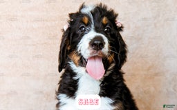 Bernedoodle dogs for sale: Sage - Image 14