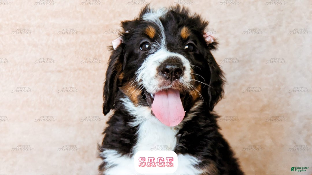 Bernedoodle dogs for sale: Sage - Image 14