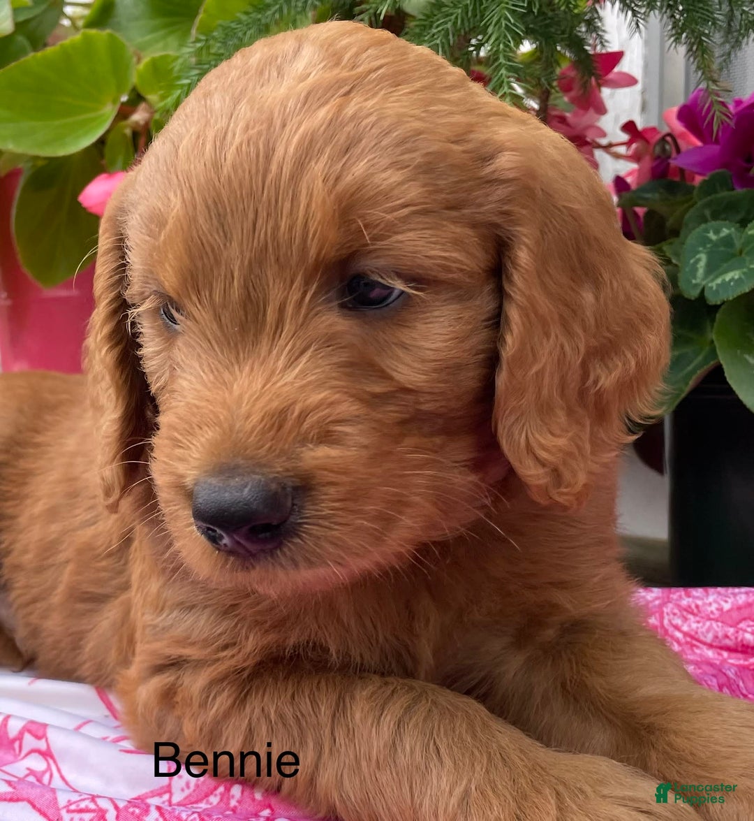 Goldendoodle dogs for sale: Bennie - Image 7