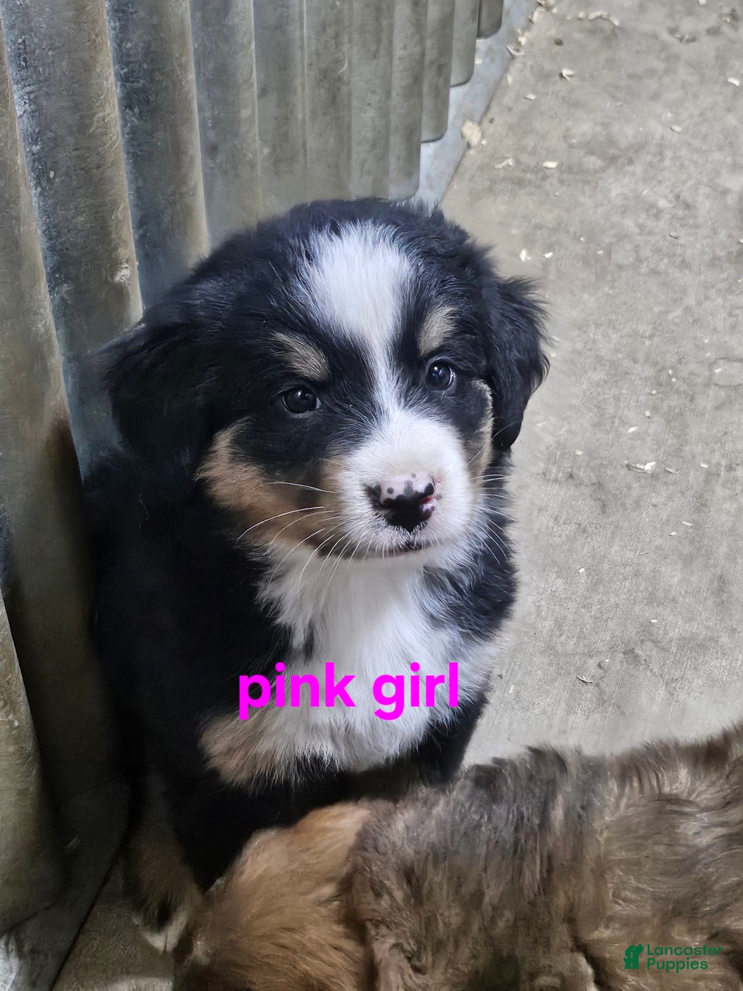 Bernese Mountain Dog dogs for sale: Pink Collar - Image 1