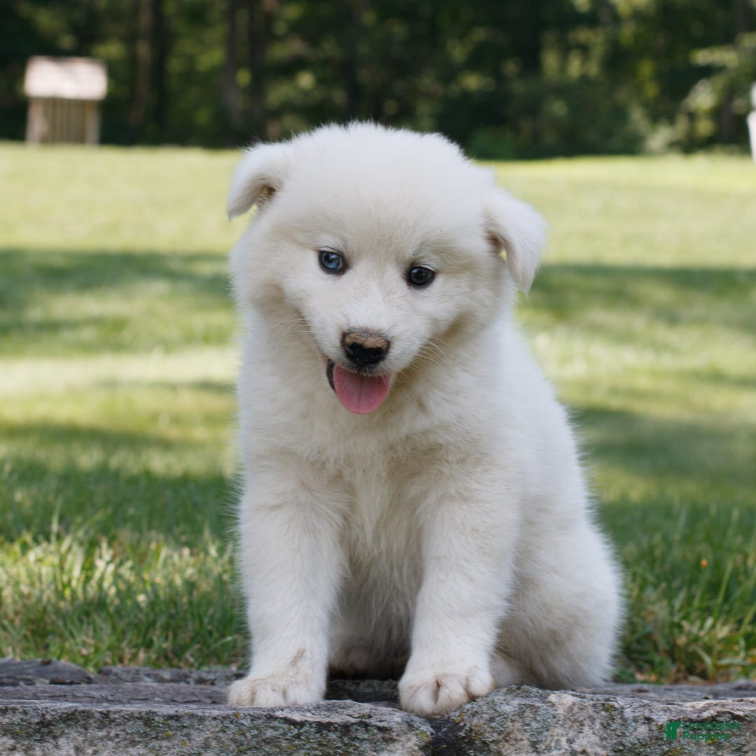 Siberian Husky dogs for sale: Charlie - Image 3