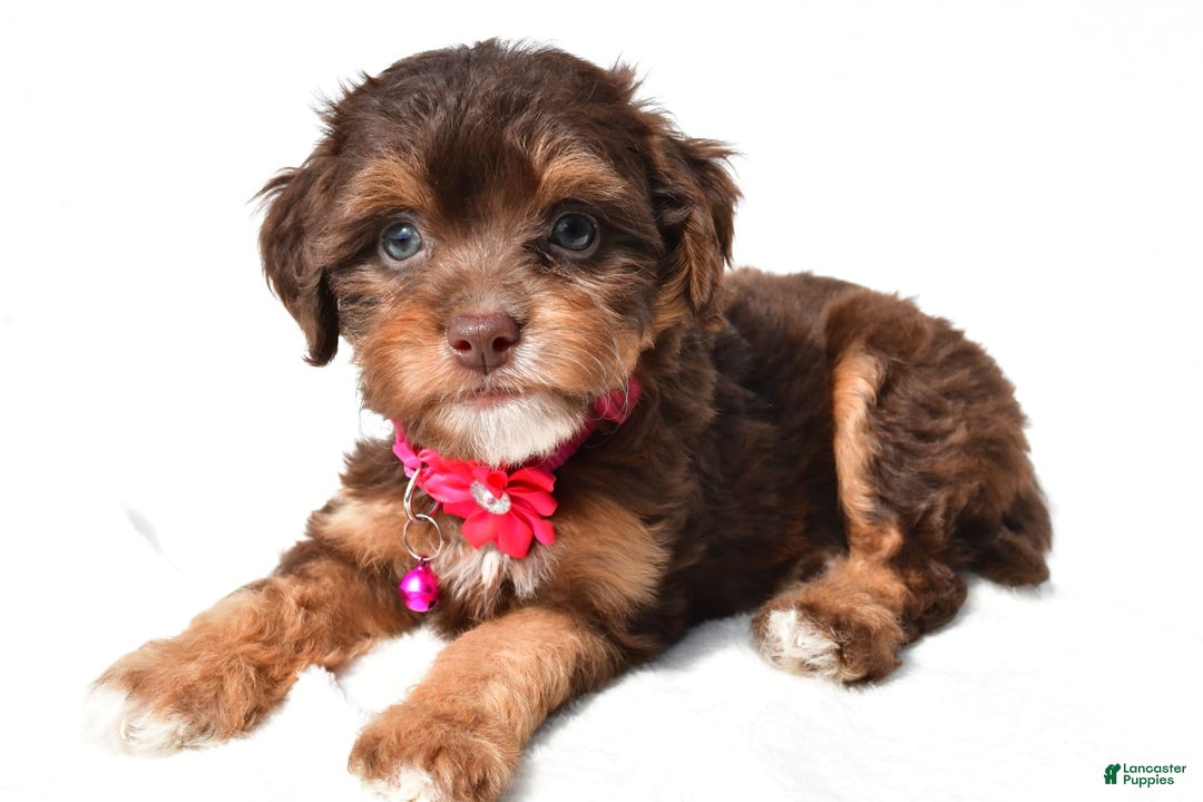 Cavapoo dogs for sale: Blossom - Image 3