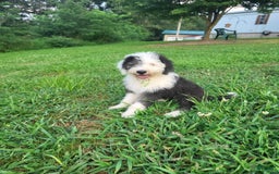 Old English Sheepdog dogs for sale: Clover - Image 7