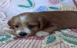 Cocker Spaniel dogs for sale: Max - Image 3
