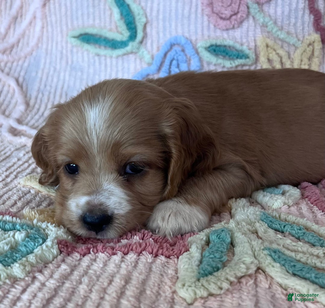 Cocker Spaniel dogs for sale: Max - Image 3