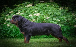 Rottweiler dogs for sale: Clair Bear - Image 26