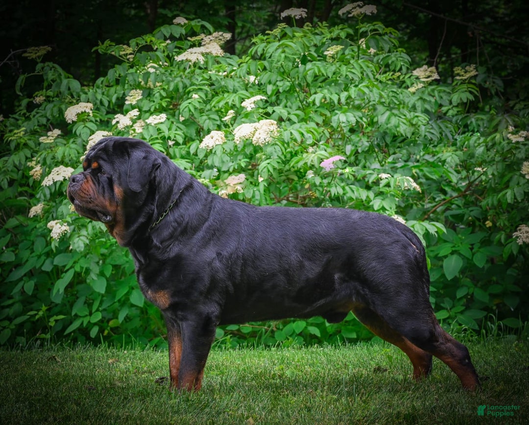 Rottweiler dogs for sale: Clair Bear - Image 26