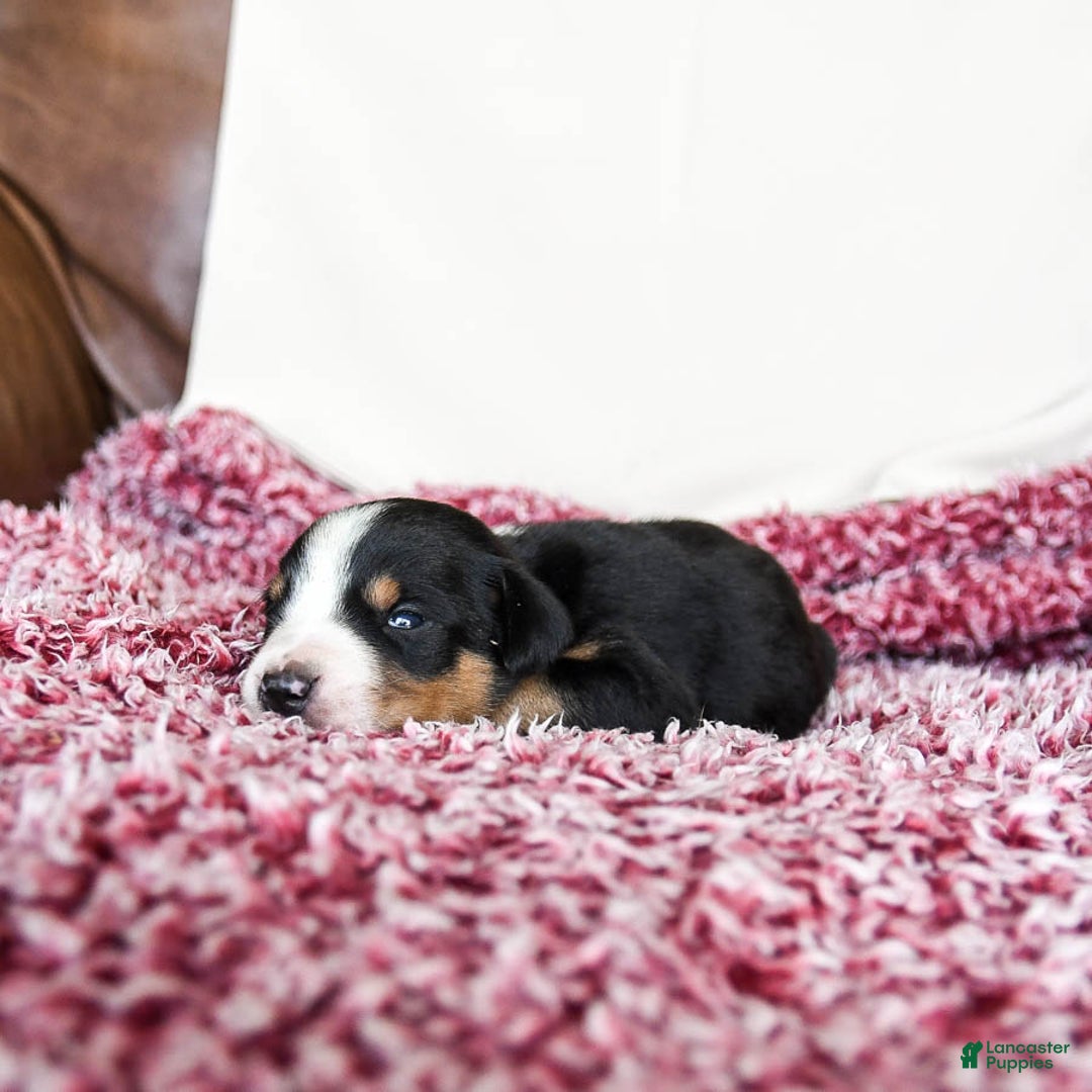 Greater Swiss Mountain Dog dogs for sale: Harvey - Image 4