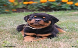 Rottweiler dogs for sale: Lila - Image 2