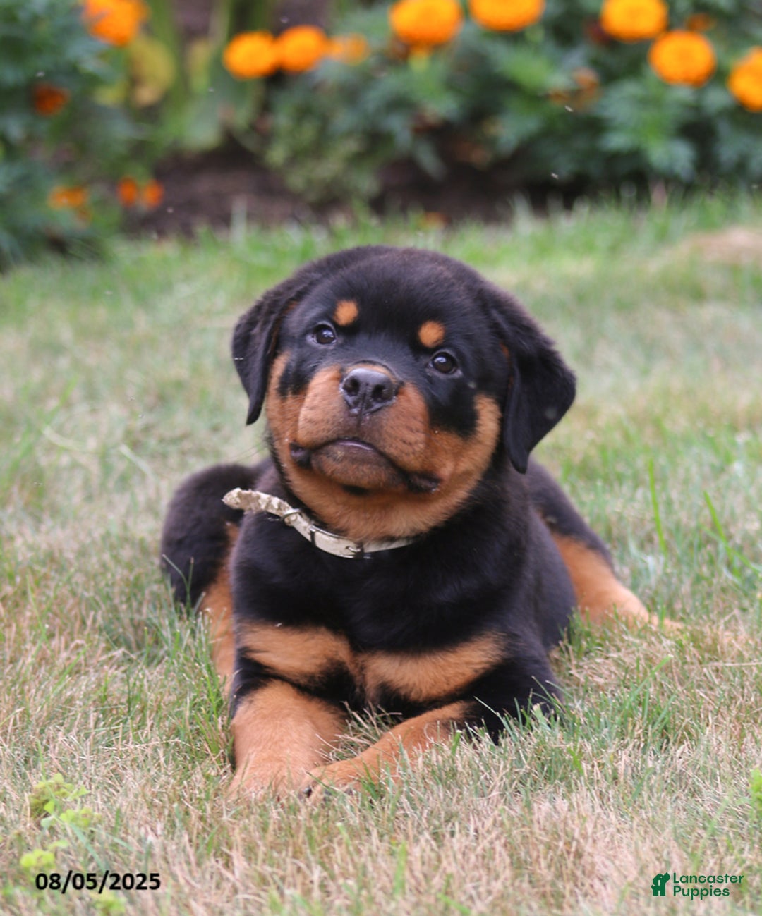 Rottweiler dogs for sale: Lila - Image 2