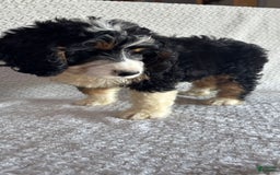 Mini Bernedoodle dogs for sale: Milo - Image 6