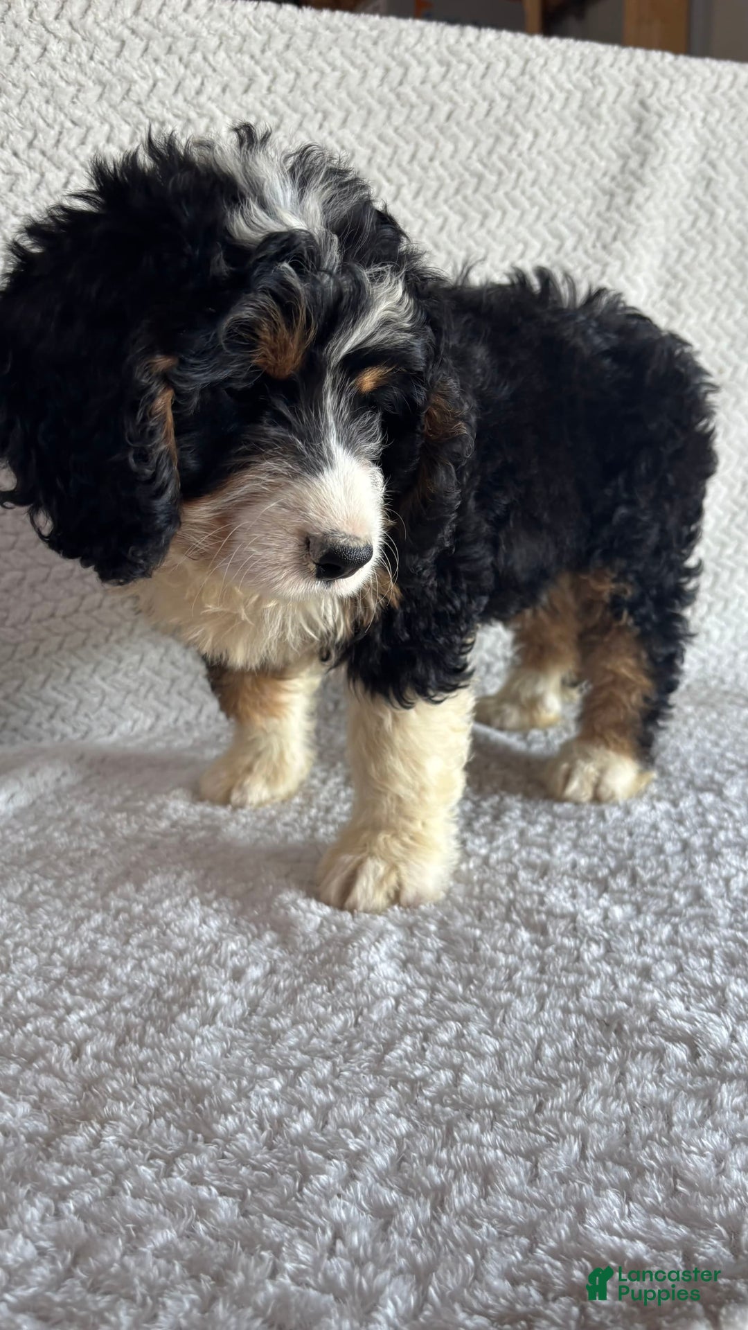 Mini Bernedoodle dogs for sale: Milo - Image 6