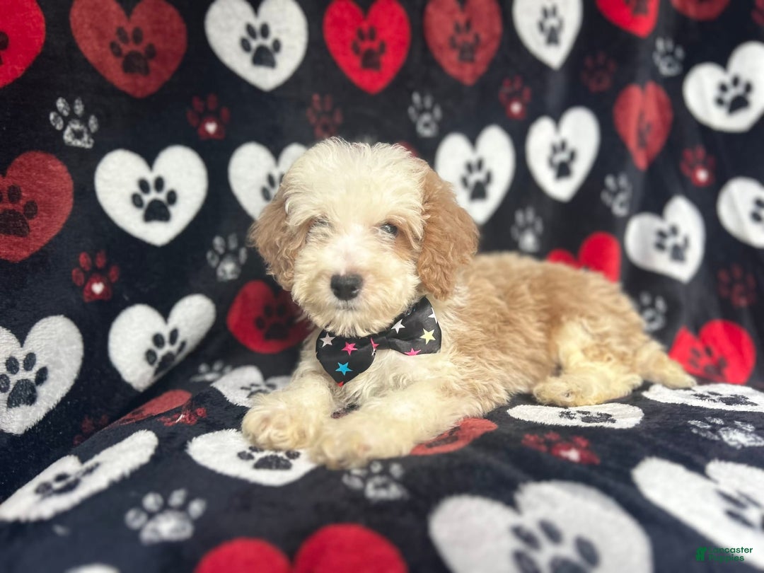 Cockapoo dogs for sale: Rowdy - Image 7