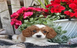 Cavapoo dogs for sale: Dallas - Image 3