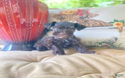 Miniature Schnauzer dogs for sale: Miniature Schnauzer 4 puppies - Image 4