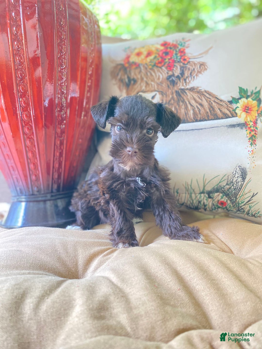 Miniature Schnauzer dogs for sale: Miniature Schnauzer 4 puppies - Image 4