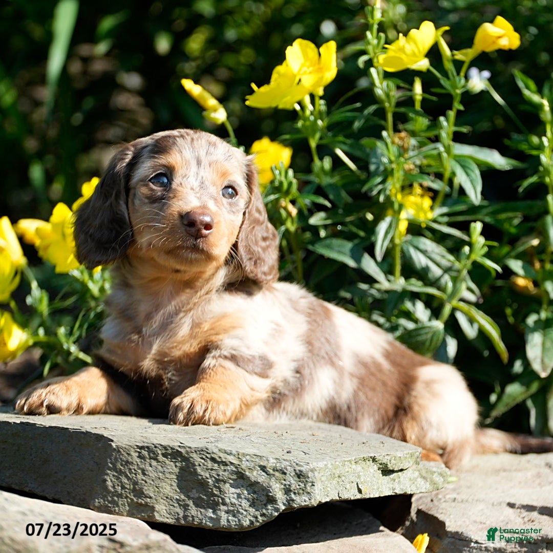 Miniature Dachshund dogs for sale: Marci - Image 5