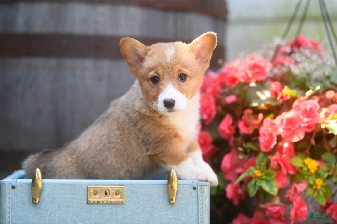 Welsh Corgi Pembroke dogs for sale: Armadillo - Image 1