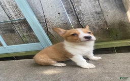 Welsh Corgi Pembroke dogs for sale: Lady - Image 3