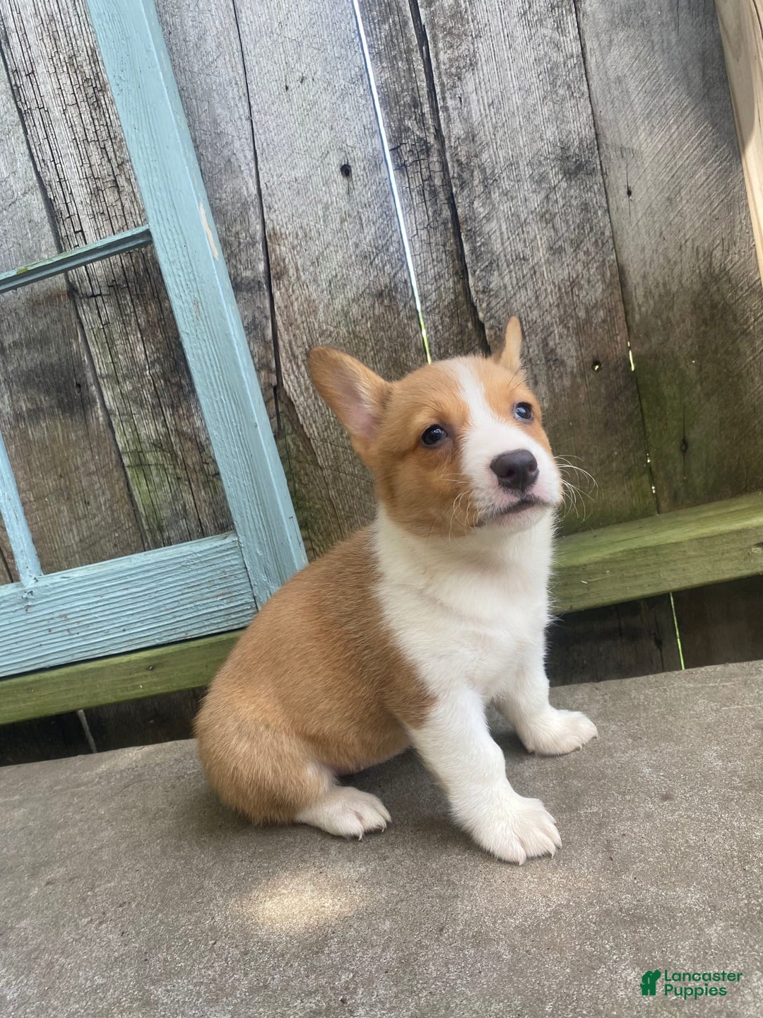 Welsh Corgi Pembroke dogs for sale: Lady - Image 3